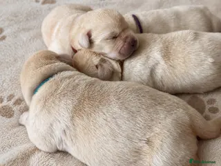 Labrador Retriever dogs Show bred Labrador puppies due - Advert 3