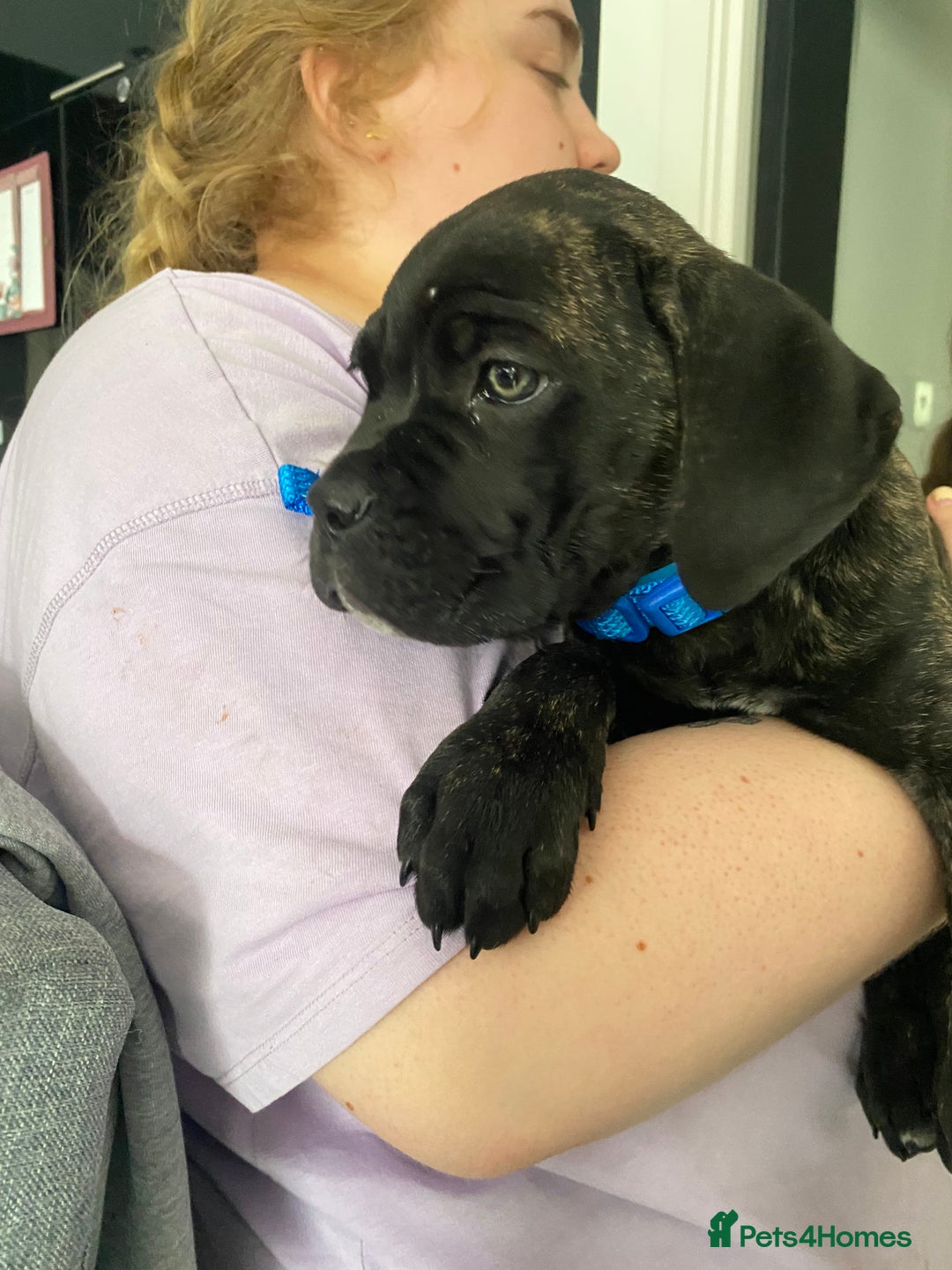 Cane Corso dogs for sale: Bruno  - Advert 23