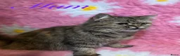Mixed Breed cats for sale: Beautiful Persian cross kittens  - Advert 9