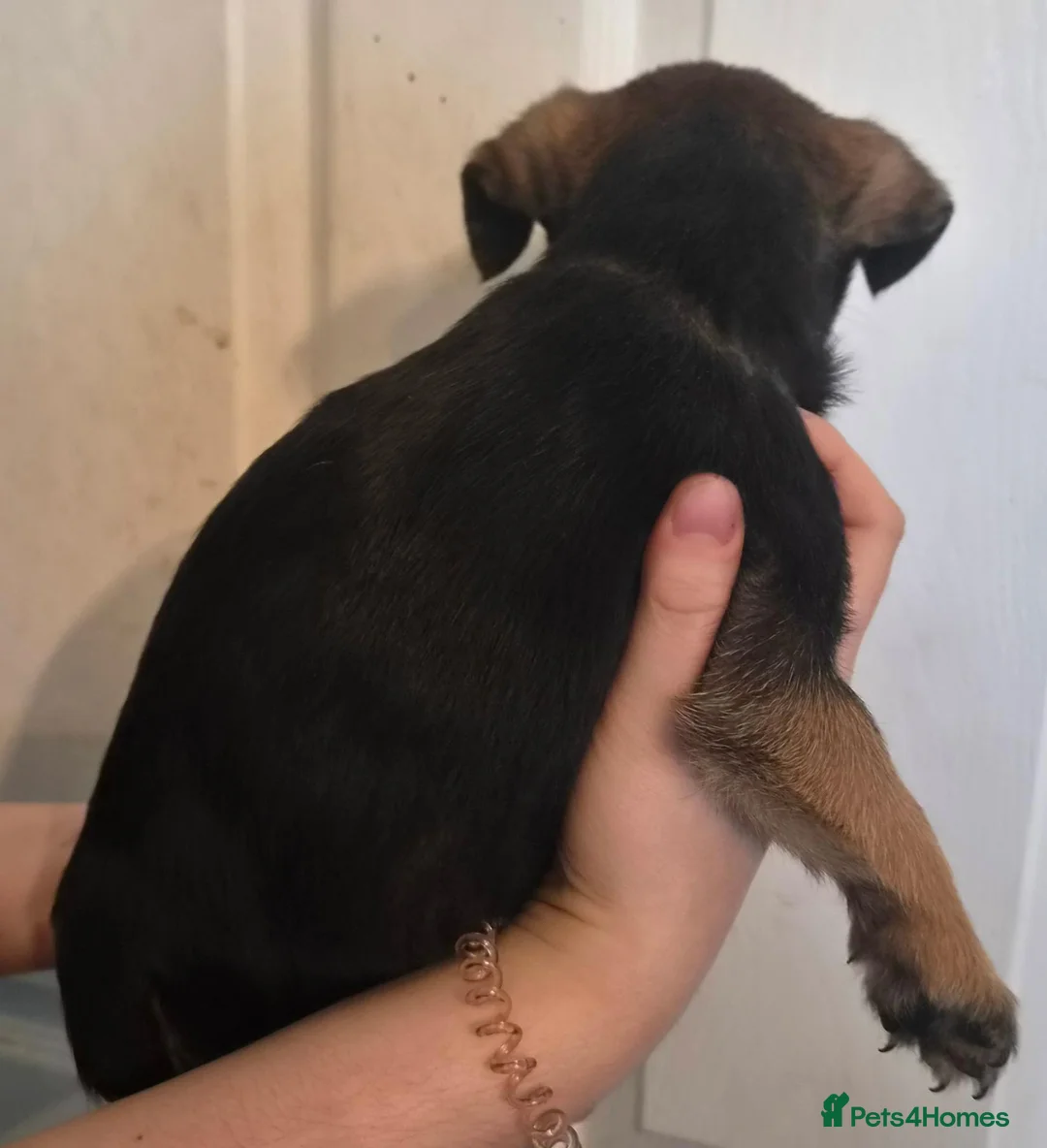 Mixed Breed dogs for sale: Gorgeous Fluffy Frenchy and Border Terrier mixed  - Advert 2