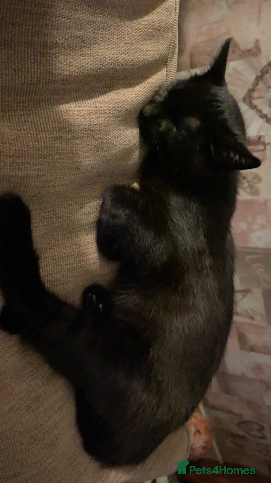 Mixed Breed cats for sale: Beautiful Black Kitten - Advert 5