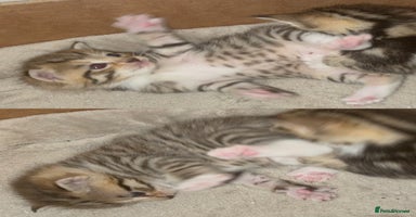 Mixed Breed cats - Advert 7