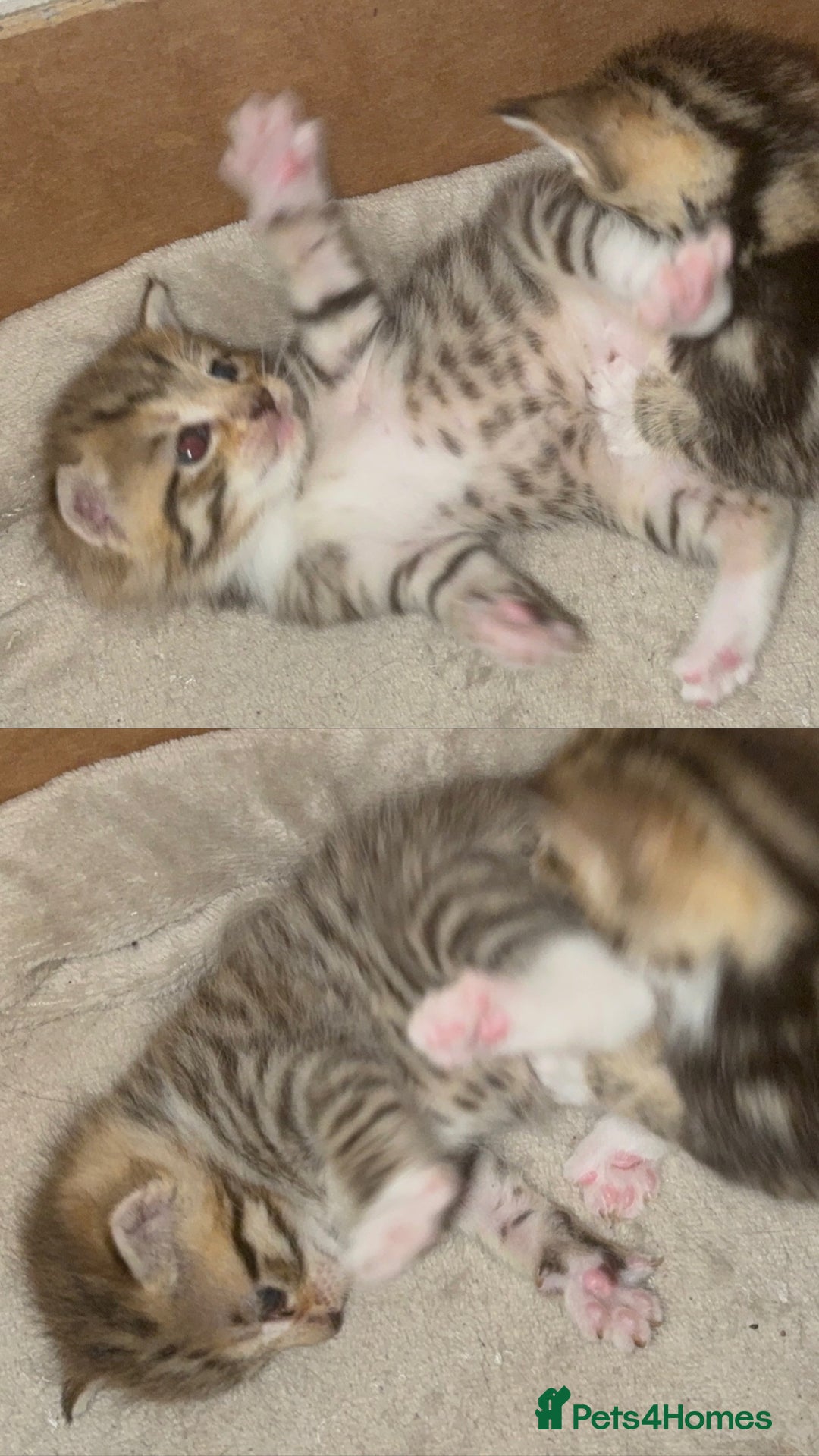 Mixed Breed cats for sale: British Blue Tabby X DSH Kittens For Sale - Image 2
