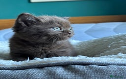 British Shorthair cats for sale: Chocolate and Red British Shorthair and Longhair - Image 5