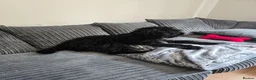 Cockapoo dogs for sale: Adorable 6-Month-Old Mini Cockapoo  - Advert 3