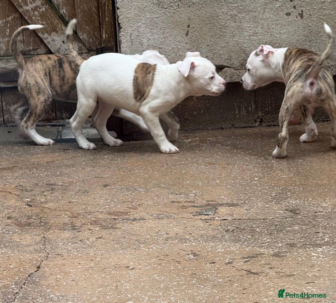 American Bulldog dogs for sale: American bulldog puppies - Advert 5