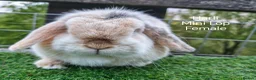 Mini Lop rabbits for sale: Various Adult Mini Lops - Advert 7