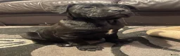 Cane Corso dogs for sale: CANE CORSO GUARDIAM ANGELS  in Enfield - Advert 3