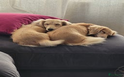Miniature Dachshund dogs for sale: Beautiful kc long haired mini sausages - Image 6