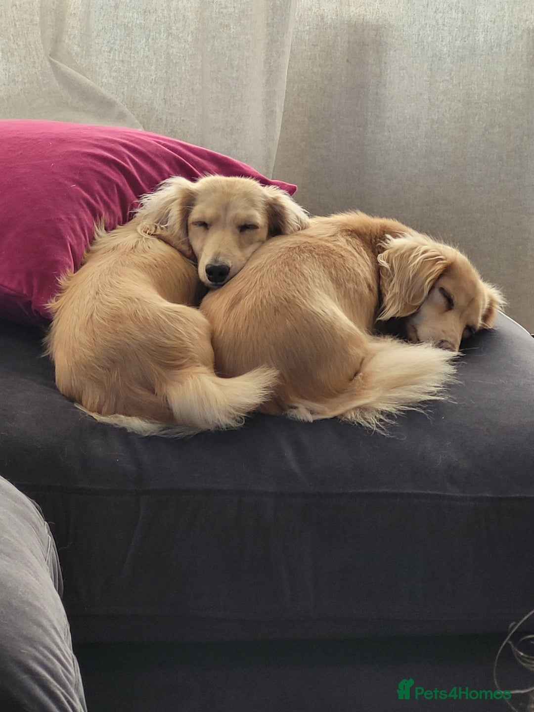 Miniature Dachshund dogs for sale: Beautiful kc long haired mini sausages - Image 6