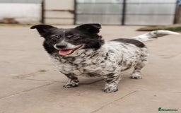 Mixed Breed dogs for adoption: 💖🐶 LYRA 🐶💖 - Image 16