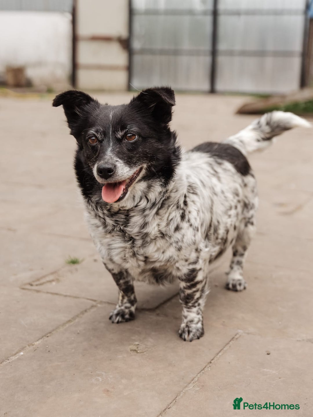 Mixed Breed dogs for adoption: 💖🐶 LYRA 🐶💖 - Image 16