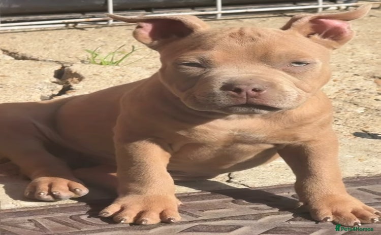 American Bully dogs - Advert 11