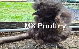 Chickens poultry for sale: Silkie pullet and hens - Image 3