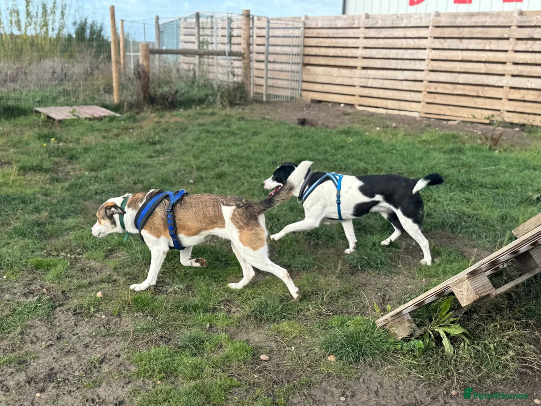 Mixed Breed dogs for adoption: Maya & Luca still waiting for you to see them 💔 - Advert 19