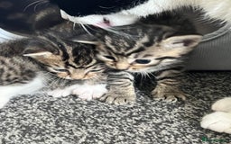Mixed Breed cats for sale: Kittens - Image 8