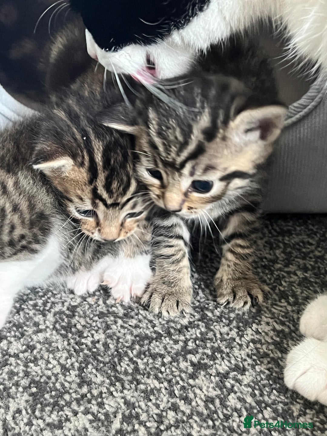Mixed Breed cats for sale: Kittens - Image 8