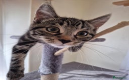 European cats for sale: Beautiful kitten looking for home - Image 1
