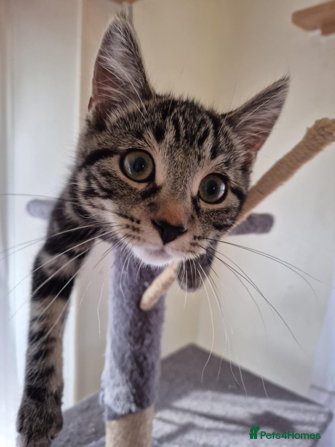 European cats for sale: Beautiful kitten looking for home - Image 1