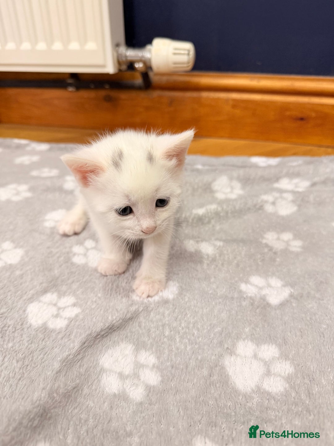 Mixed Breed cats for sale: 4 Kittens for Sale in Cam & Dursley - Advert 13