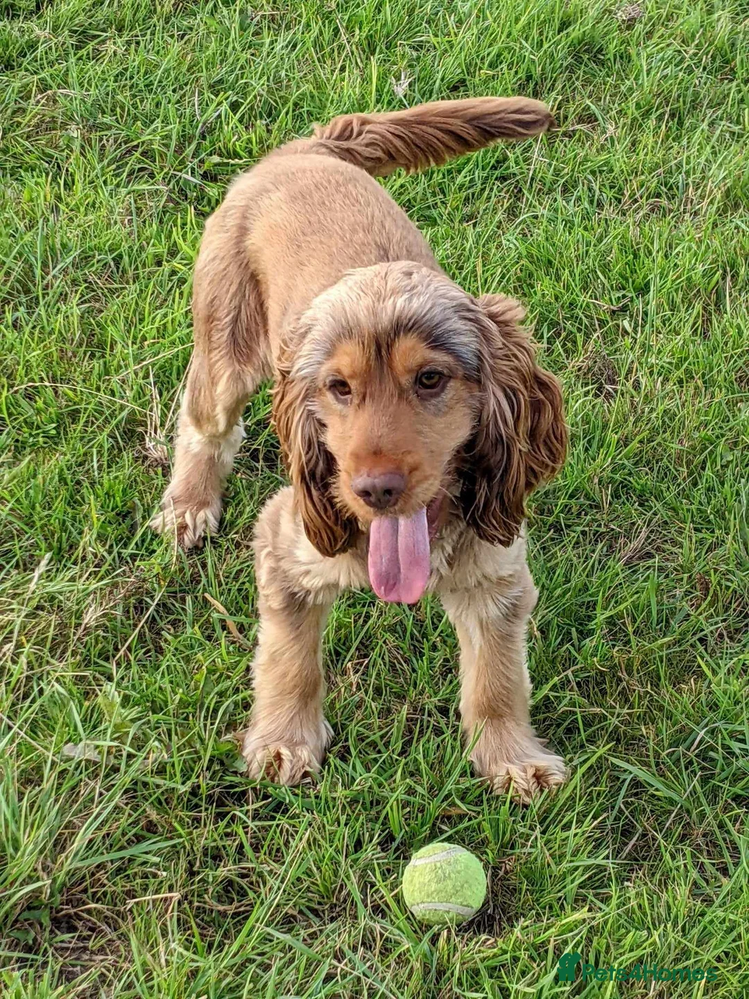 Cockapoo dogs for sale: Beautiful litter of cockerpoo x cocker puppies  - Advert 7