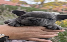 French Bulldog dogs for sale: Stunning French bulldog puppies 🐕 - Image 30