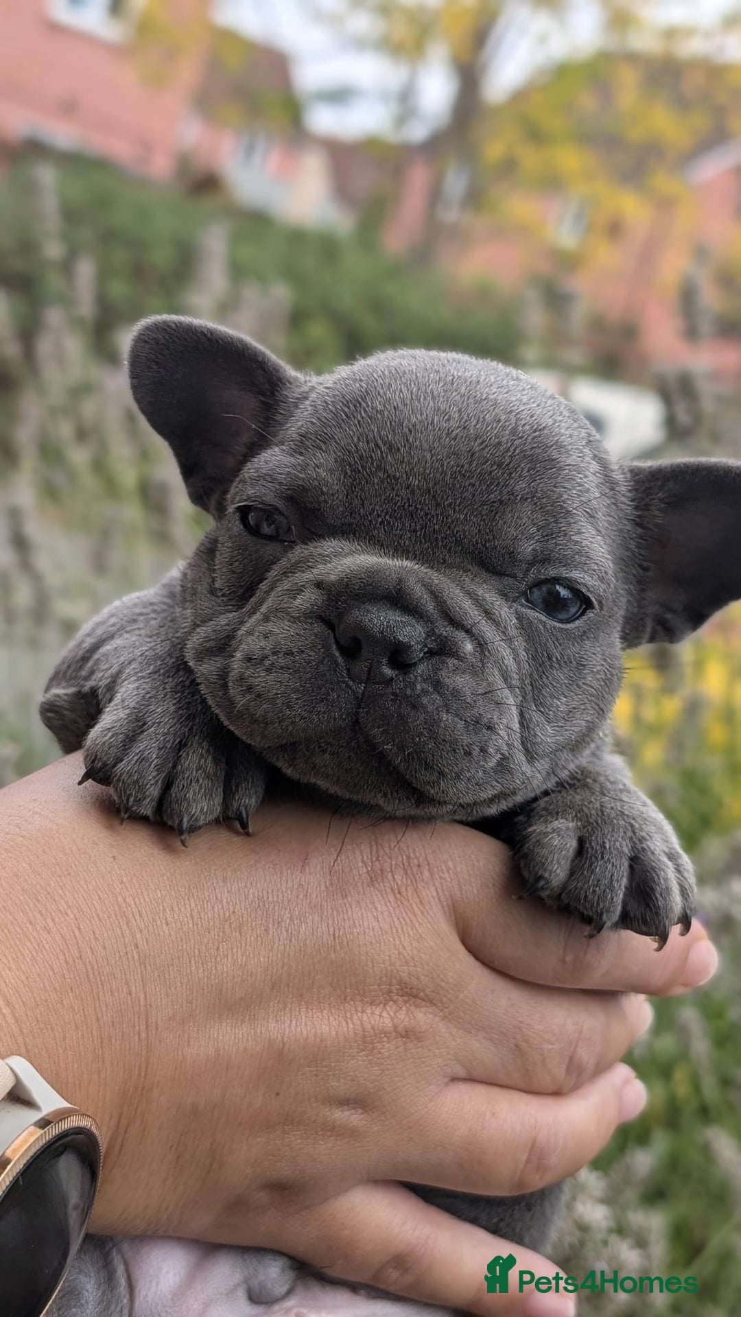 French Bulldog dogs for sale: Stunning French bulldog puppies 🐕 - Image 30