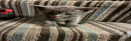 Mixed Breed cats for sale: Grey Kittens - Advert 3