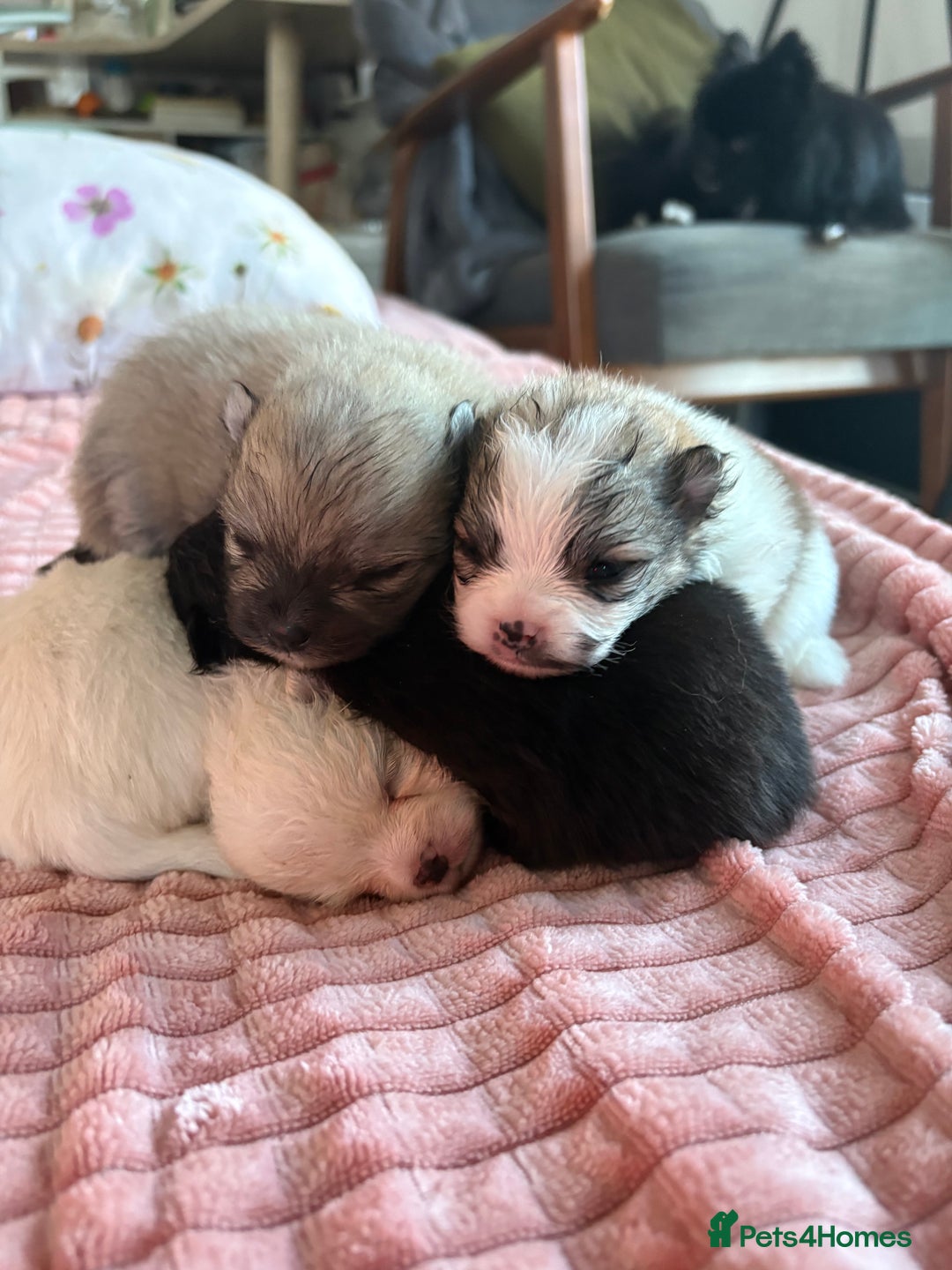 Pomeranian dogs for sale: Beautifu Litter- Russian/Chi Tien Pomeranian Pups - Advert 3