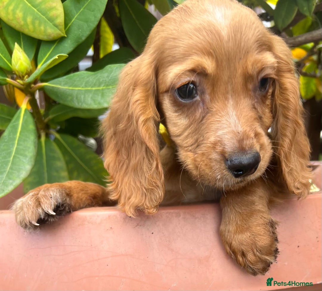 Cocker Spaniel dogs for sale: Working cocker spaniels  - Image 20
