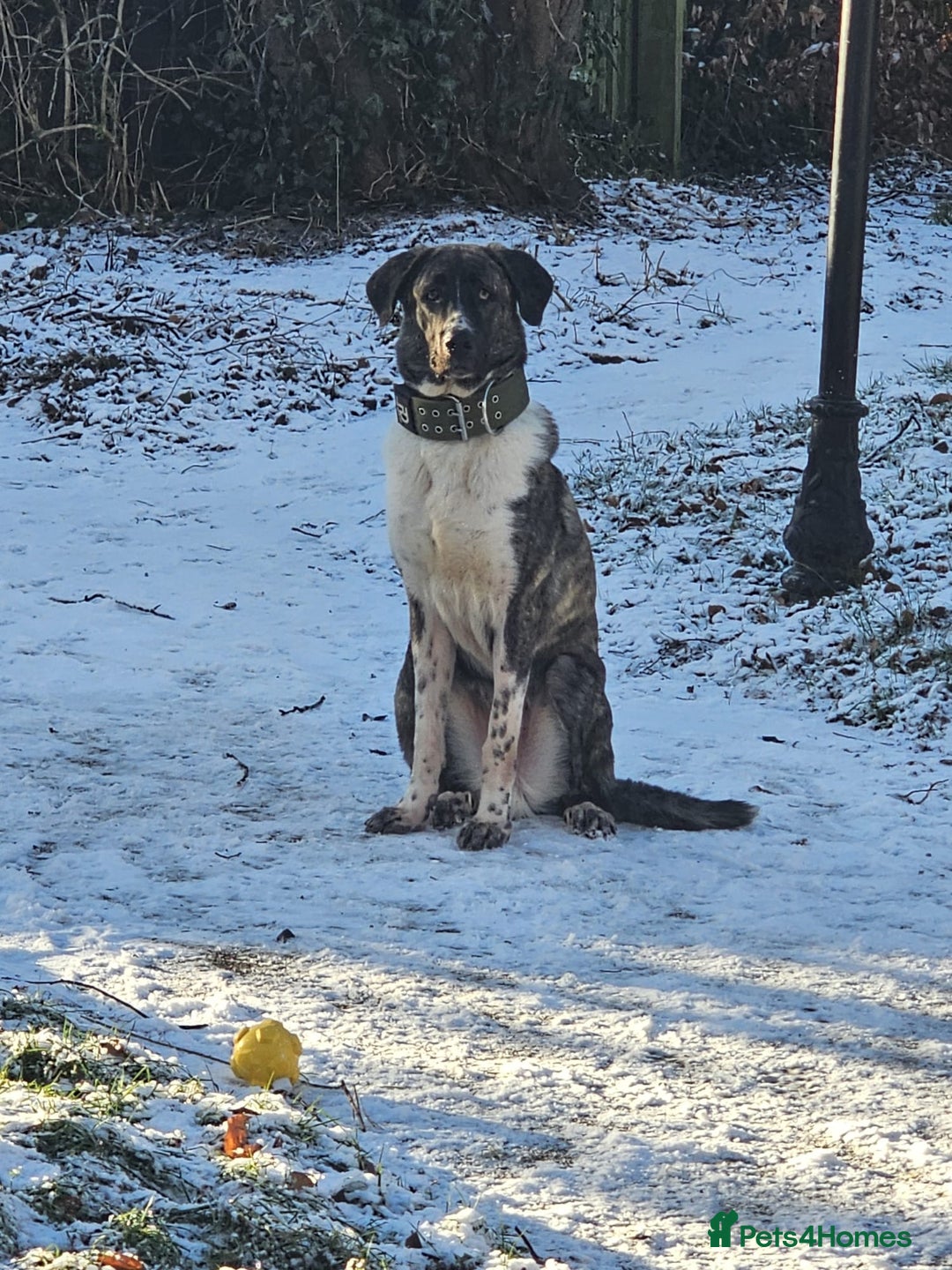 Turkish Kangal dogs for sale: Young male Kangal seeking loving new home - Advert 2