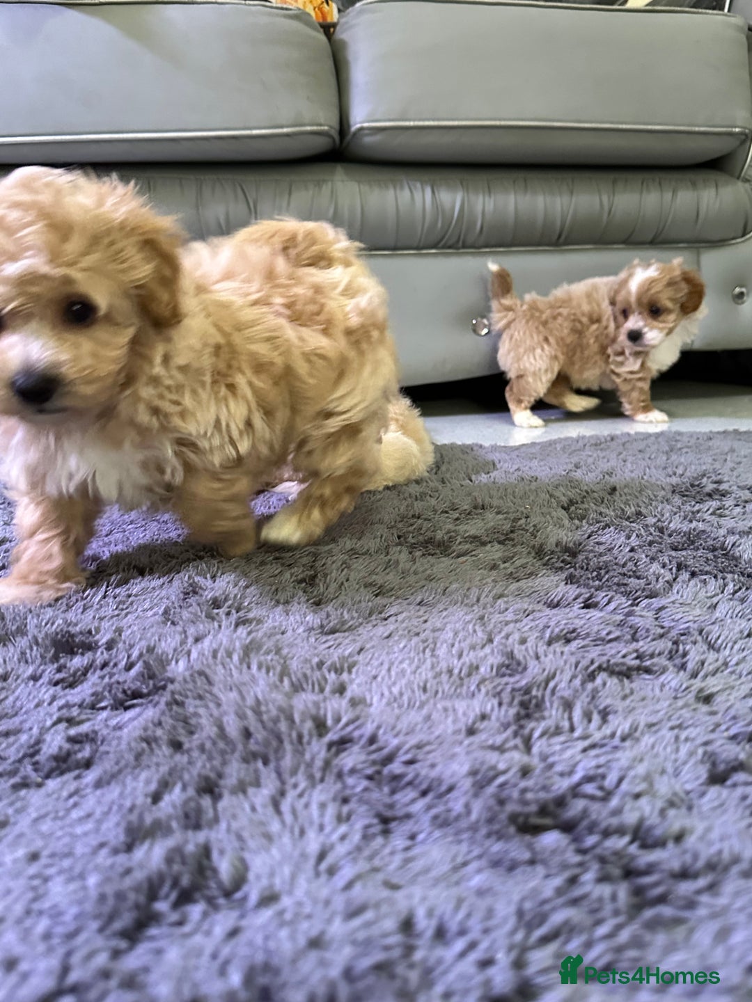 Maltipoo dogs for sale: Outstanding F1 Maltipoo Puppies - Image 17