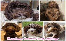 Cockapoo dogs for sale: Gorgeous F2b show type Cockapoo babies blue merles - Image 15
