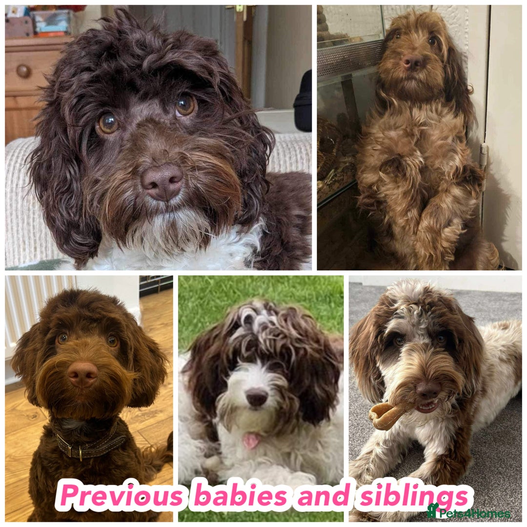 Cockapoo dogs for sale: Gorgeous F2b show type Cockapoo babies blue merles - Image 15