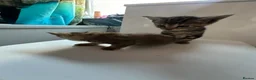 Mixed Breed cats for sale: Amazing mixed breed kittens - Advert 9