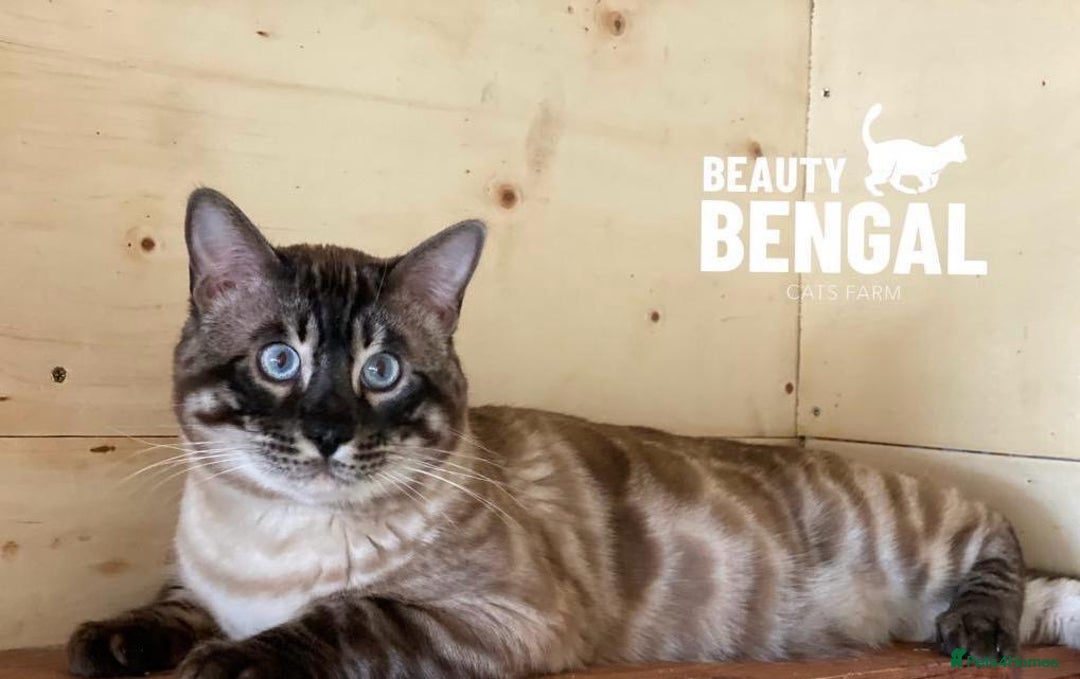 Bengal cats for sale: Fantastic Big Bengal Teddy 💪❤️ - Advert 2