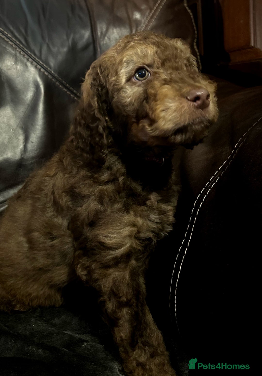 Labradoodle dogs for sale: stunning F2 labradoodle puppies... Available now - Advert 19