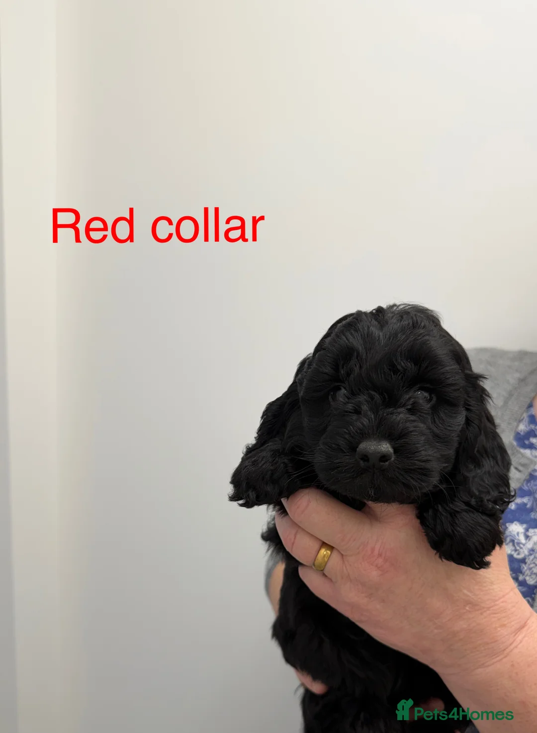 Cockapoo dogs for sale: Cockapoo puppies F1 - Advert 3