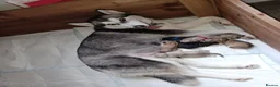 Siberian Husky dogs for sale: 1 female husky puppy in Leeds - Advert 4