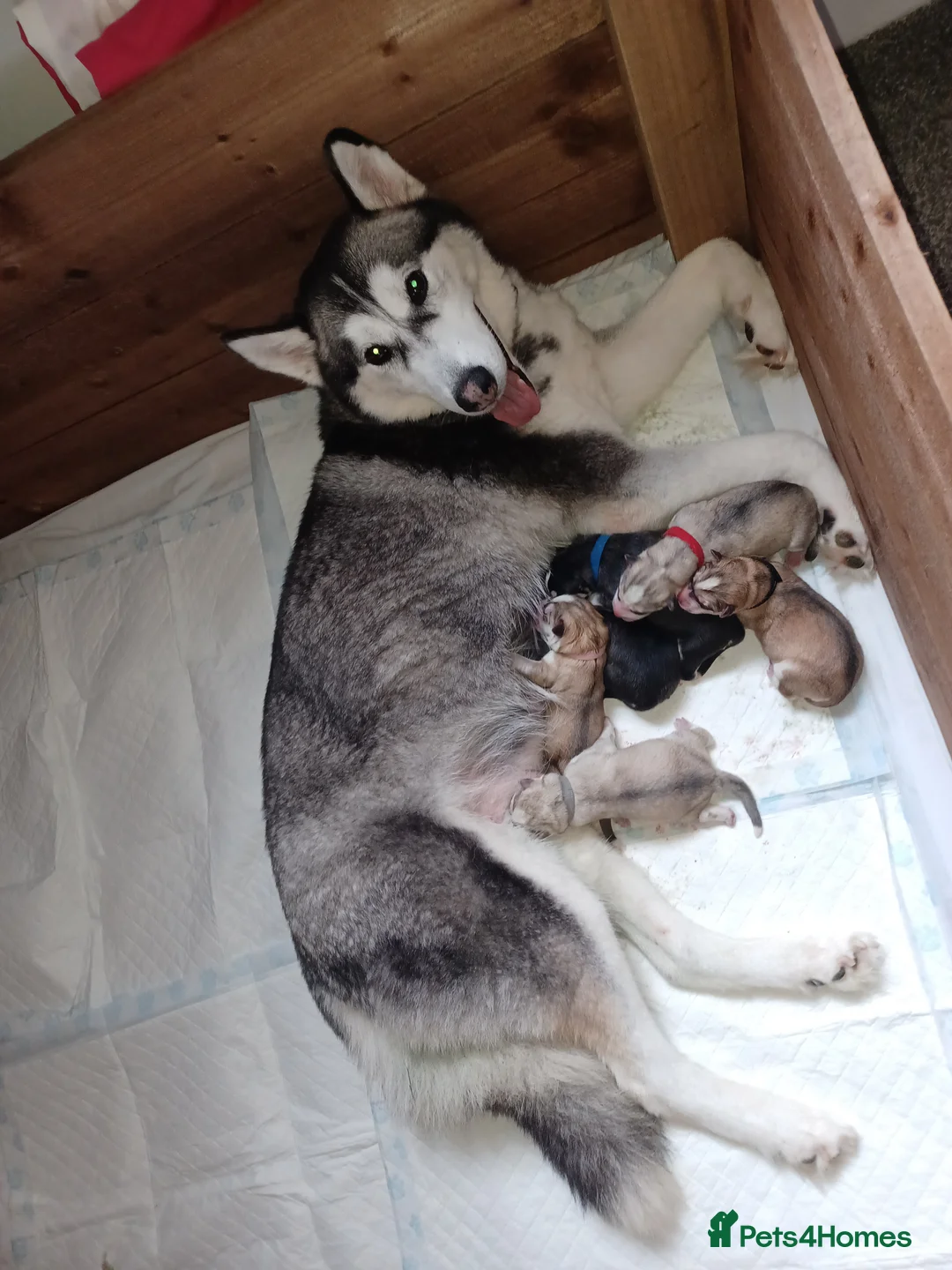 Siberian Husky dogs for sale: 1 female husky puppy in Leeds - Advert 4