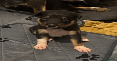 Mixed Breed dogs - Advert 1