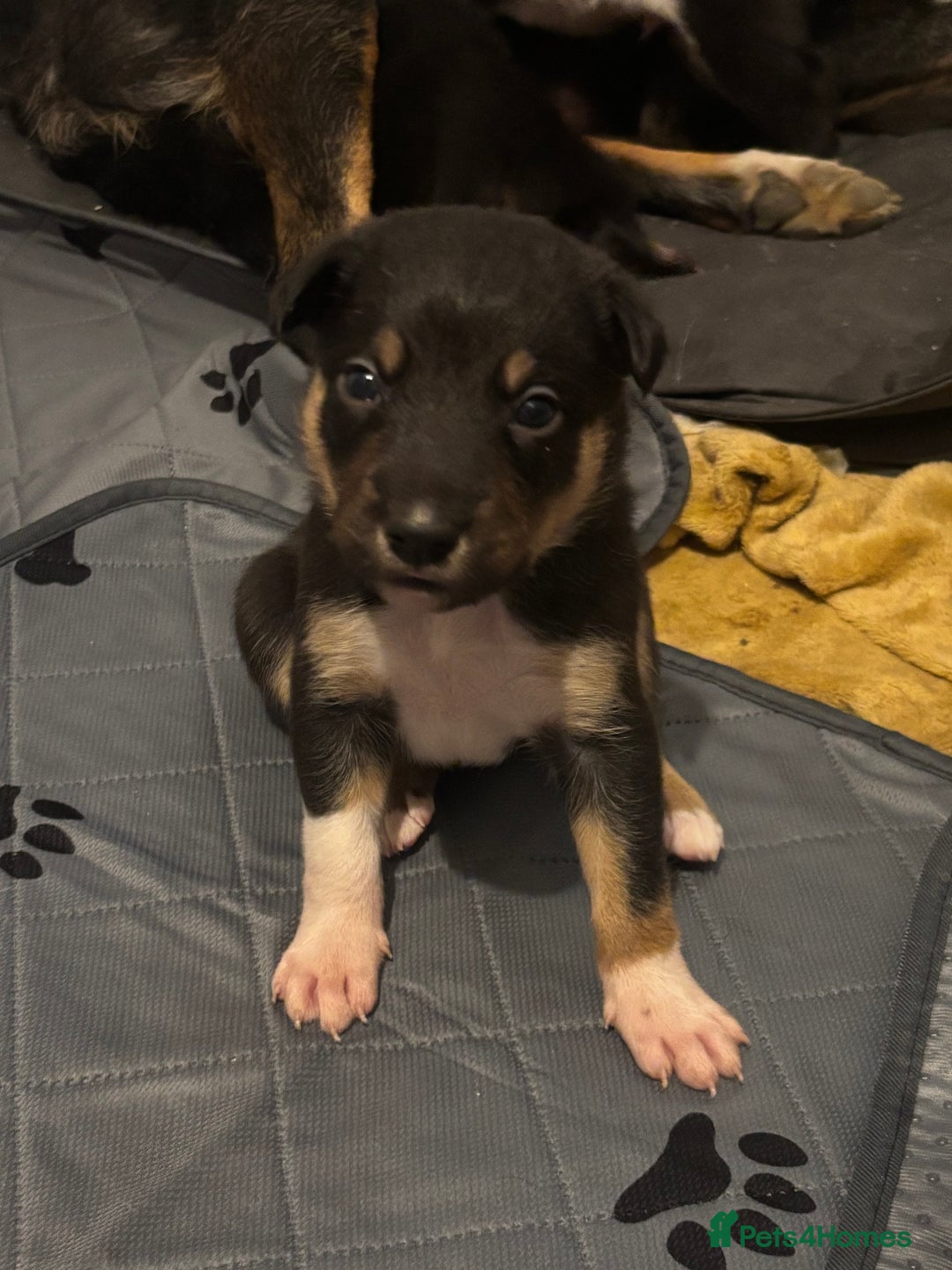 Mixed Breed dogs for sale: Beautiful Huntaway x Collie pups  - Image 3