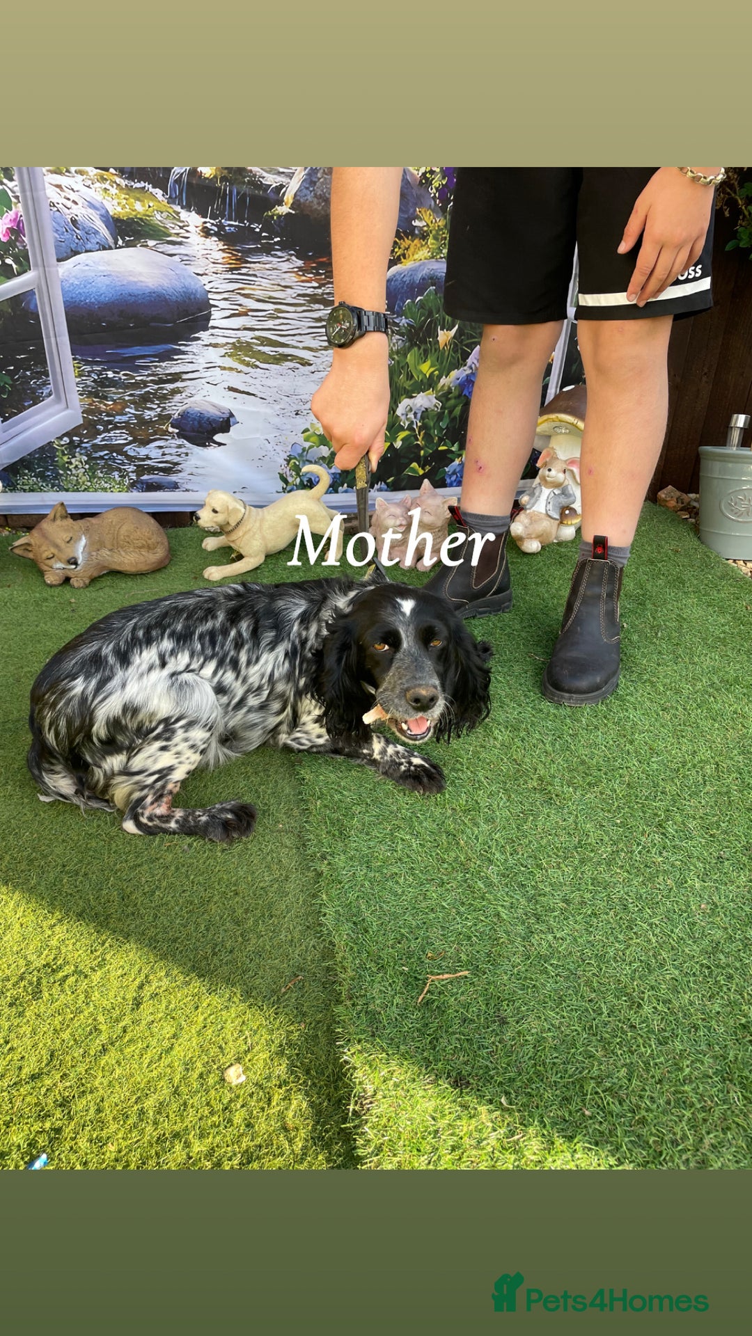 Cocker Spaniel dogs for sale: Healthy puppies - Image 17