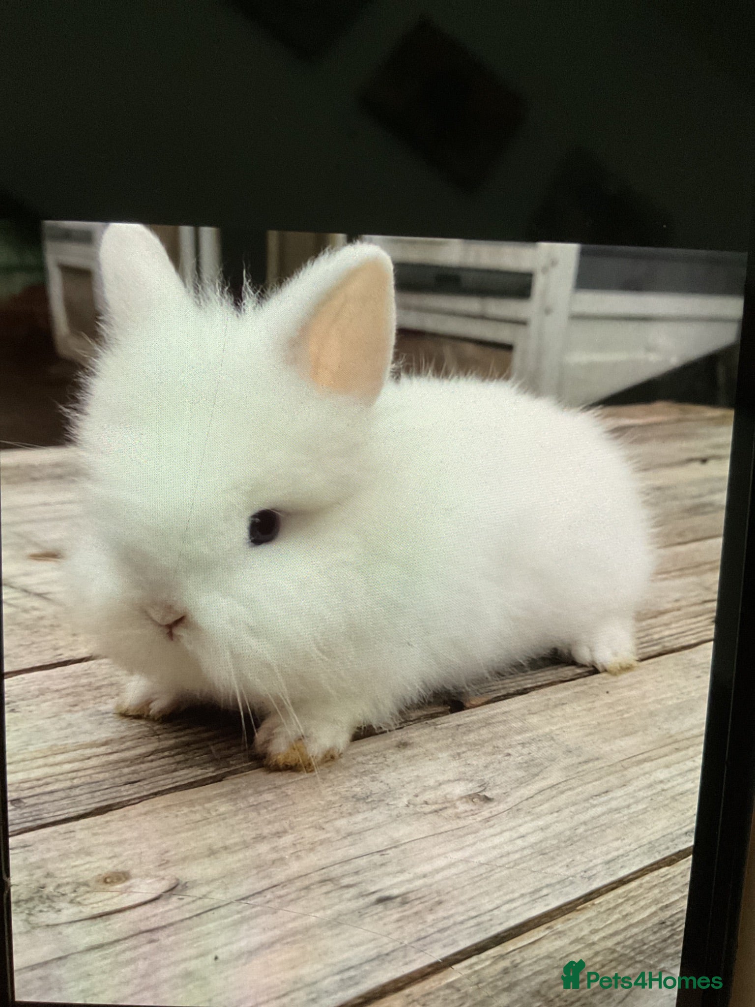 Lionhead rabbits White pure lion head with blue eyes come with cage - Advert 16