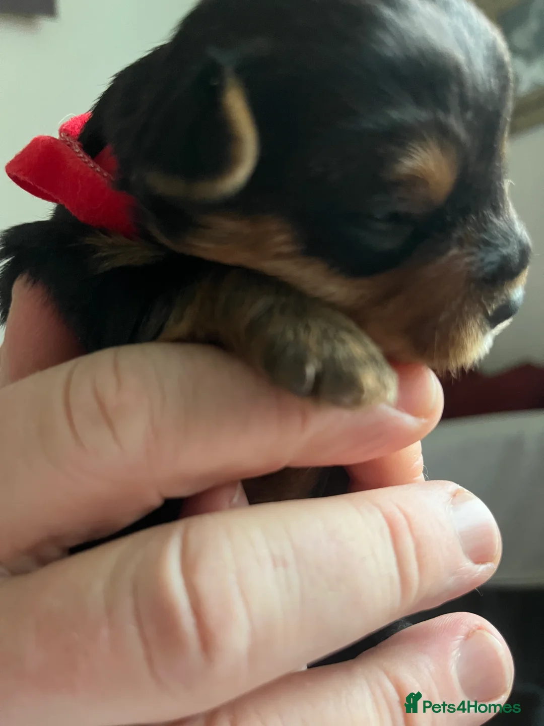 Yorkshire Terrier dogs for sale: Beautiful Yorkshire Terrier puppies - Advert 17