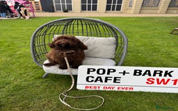 Cockapoo dogs for sale: Beautiful little cockapoo Ruby seeking a new home  - Image 11