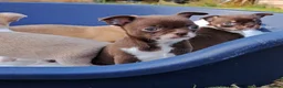 Chihuahua dogs for sale: Chihuahua Puppies  in Norwich - Advert 21