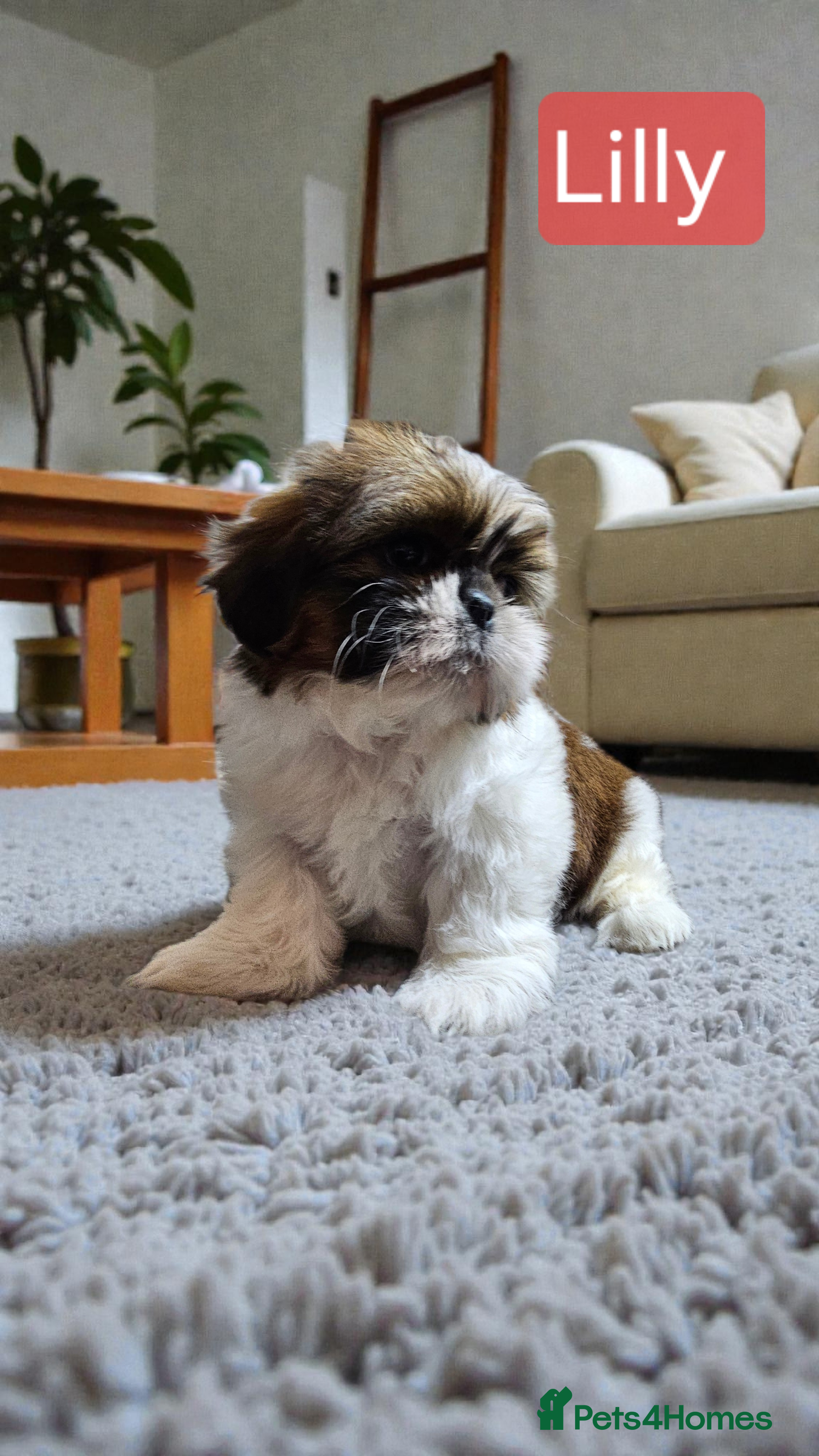 Shih Tzu dogs 💞 QUALITY STANDARD SHIH TZU 💞 - Advert 4
