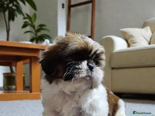 Shih Tzu dogs 💞 QUALITY STANDARD SHIH TZU 💞 - Advert 4