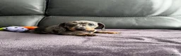 Dachshund dogs for sale: Miniature dachshunds for sale - Advert 4